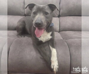 Hufflepuff - Male Labrador Retriever-Unknown Mix Dog for Adoption - Photo #3