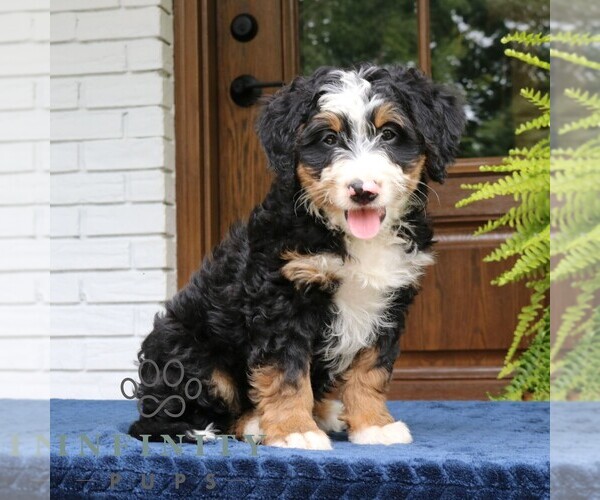 Medium Photo #3 Bernedoodle (Miniature) Puppy For Sale in NARVON, PA, USA