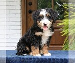 Small #2 Bernedoodle (Miniature)