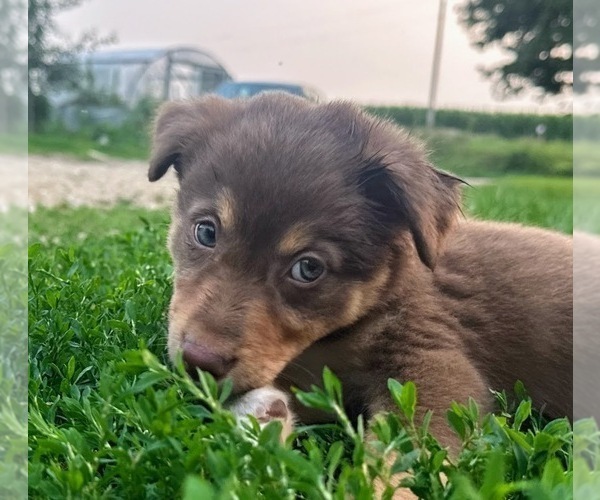 Medium Photo #1 Border-Aussie Puppy For Sale in BLUE RIVER, WI, USA