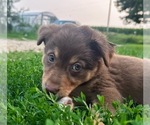 Puppy 6 Border-Aussie