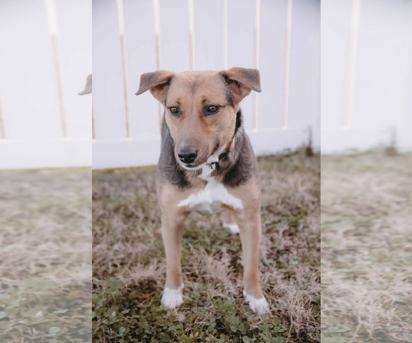 Medium Photo #12 Beagle-Collie Mix Puppy For Sale in Princeton, MN, USA