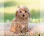 Small #5 Goldendoodle (Miniature)