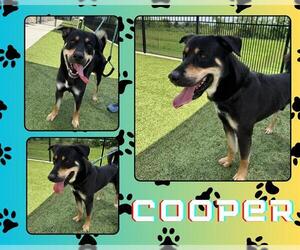 German Shepherd Dog-Unknown Mix Dogs for adoption in Pearland, TX, USA