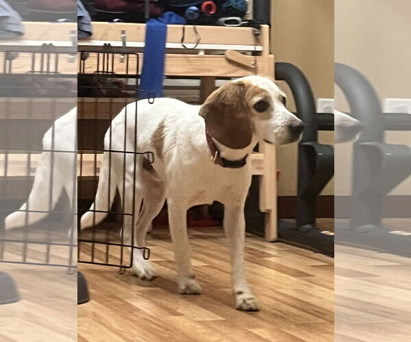 Medium Photo #5 Beagle Puppy For Sale in Tampa, FL, USA