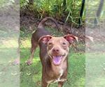 MANGO - Male Chihuahua Dog for Adoption - Small photo