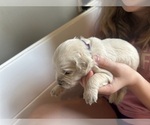 Small Photo #8 Golden Retriever Puppy For Sale in CHARLES TOWN, WV, USA