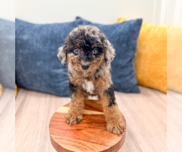 Medium Photo #2 Cavapoo (Miniature) Puppy For Sale in MILLERSBURG, OH, USA