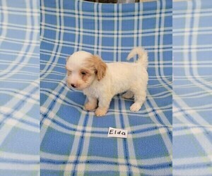 Maltipoo Puppy for sale in HOPKINSVILLE, KY, USA