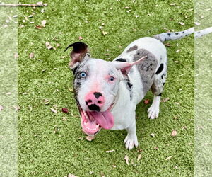 Catahoula Leopard Dog-Unknown Mix Dogs for adoption in Hilton Head, SC, USA