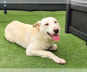 Gerberian Shepsky Dogs for adoption in Orange, CA, USA