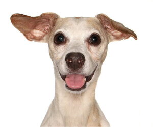 Chihuahua-Unknown Mix Dogs for adoption in Oakland Park, FL, USA