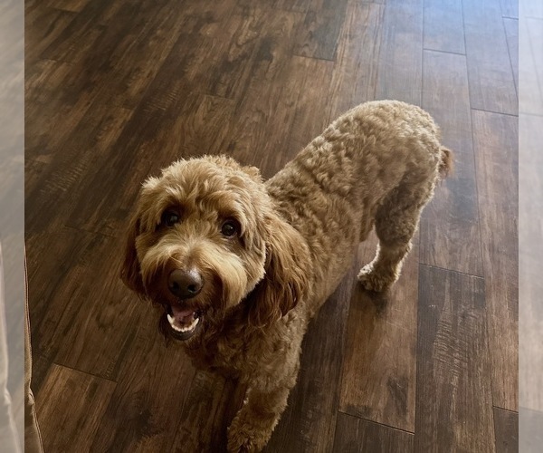 Medium Photo #1 Cocker Spaniel-Goldendoodle Mix Puppy For Sale in HINESVILLE, GA, USA