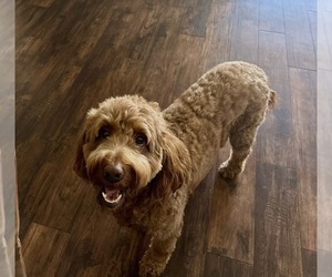 Father of the Cocker Spaniel-Goldendoodle Mix puppies born on 02/03/2026