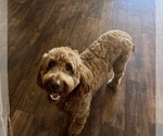 Small Photo #1 Cocker Spaniel-Goldendoodle Mix Puppy For Sale in HINESVILLE, GA, USA