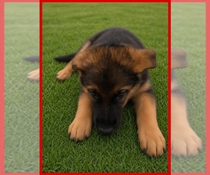 Medium German Shepherd Dog