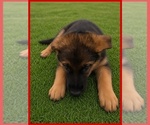 Puppy Puppy 4 German Shepherd Dog