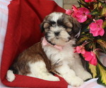Small #4 Shih Tzu