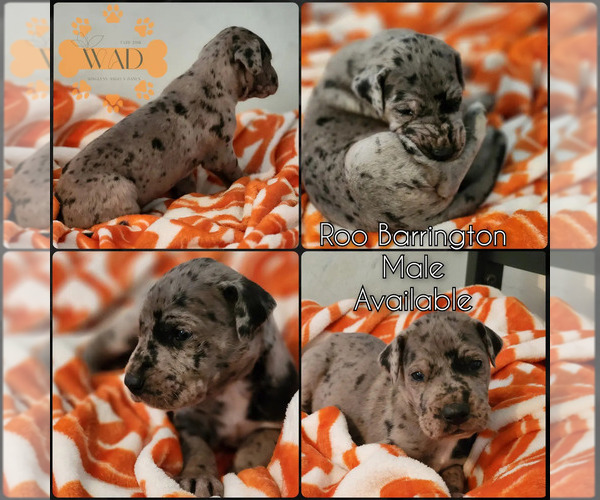 Medium Photo #1 Great Dane Puppy For Sale in INDEPENDENCE, MO, USA