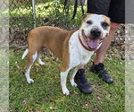 Small #1 Labrador Retriever-Staffordshire Bull Terrier Mix