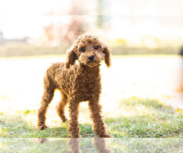 Medium Photo #4 Poodle (Miniature) Puppy For Sale in WARSAW, IN, USA