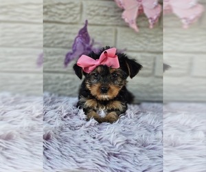 Yorkshire Terrier Puppy for sale in INDIANAPOLIS, IN, USA