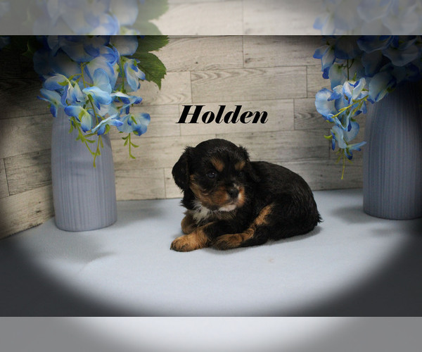 Medium Photo #6 Cavalier King Charles Spaniel Puppy For Sale in CHANUTE, KS, USA