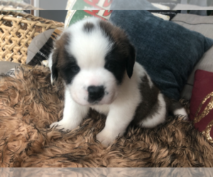 Saint Bernard Puppy for sale in DIVIDE, CO, USA
