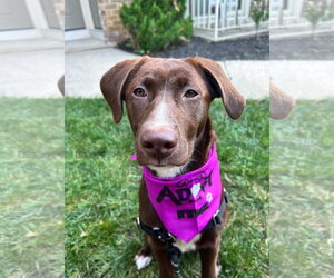 Labrador Retriever-Unknown Mix Dogs for adoption in Cliffwood, NJ, USA