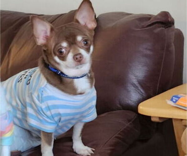 Medium Photo #1 Chihuahua Puppy For Sale in LAS VEGAS, NV, USA