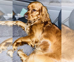 Small Photo #1 Cocker Spaniel Puppy For Sale in IRVINE, CA, USA