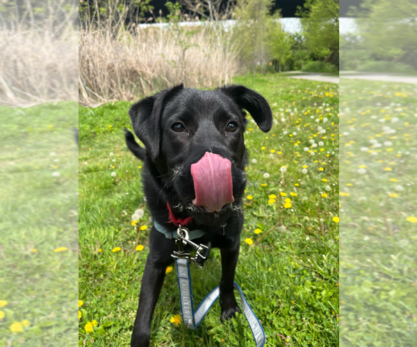 Medium Photo #19 Mutt Puppy For Sale in Elmsford, NY, USA