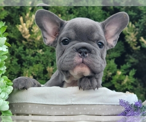 French Bulldog Puppy for sale in PHILADELPHIA, PA, USA
