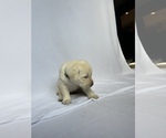 Small Photo #2 Labrador Retriever Puppy For Sale in LONG BEACH, CA, USA