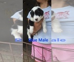 Small Photo #40 English Shepherd Puppy For Sale in NEW CASTLE, IN, USA