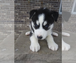 Siberian Husky Puppy for sale in NOTRE DAME, IN, USA