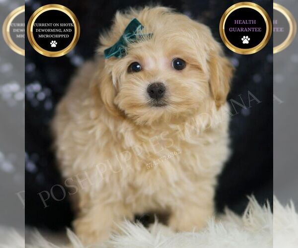 Medium Photo #1 Maltipoo Puppy For Sale in WARSAW, IN, USA