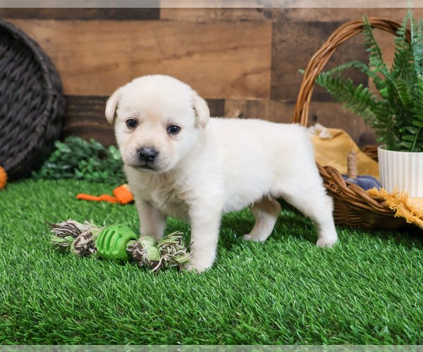 Medium Photo #4 Labrador Retriever Puppy For Sale in SYRACUSE, IN, USA
