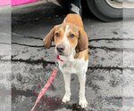 Small Photo #7 English Foxhound-Unknown Mix Puppy For Sale in Canton, CT, USA