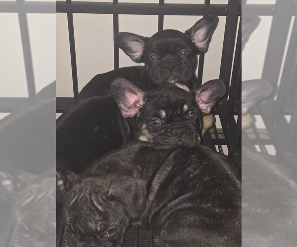 Medium Photo #1 French Bulldog Puppy For Sale in MARICOPA, AZ, USA