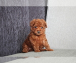 Small Photo #4 Poodle (Toy) Puppy For Sale in LOS ANGELES, CA, USA