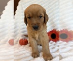 Puppy 2 Golden Retriever