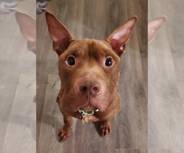 Medium Photo #14 Mutt Puppy For Sale in Strongsville, OH, USA