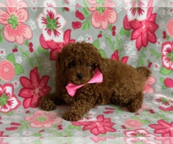 Medium Photo #1 Poodle (Toy) Puppy For Sale in LANCASTER, PA, USA