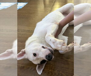 Petey - Male Labrador Retriever-Unknown Mix Dog for Adoption - Photo #4