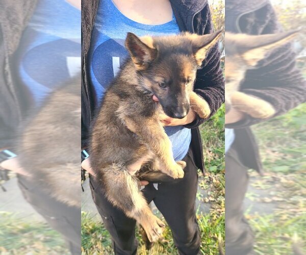 Medium Photo #2 German Shepherd Dog Puppy For Sale in KANSAS CITY, MO, USA