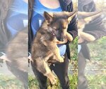 Small #1 German Shepherd Dog