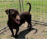 Small #4 Dachshund Mix