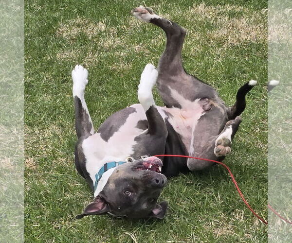 Medium Photo #9 American Pit Bull Terrier Puppy For Sale in Fargo, ND, USA