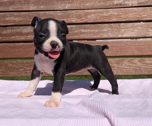 Medium Boston Terrier